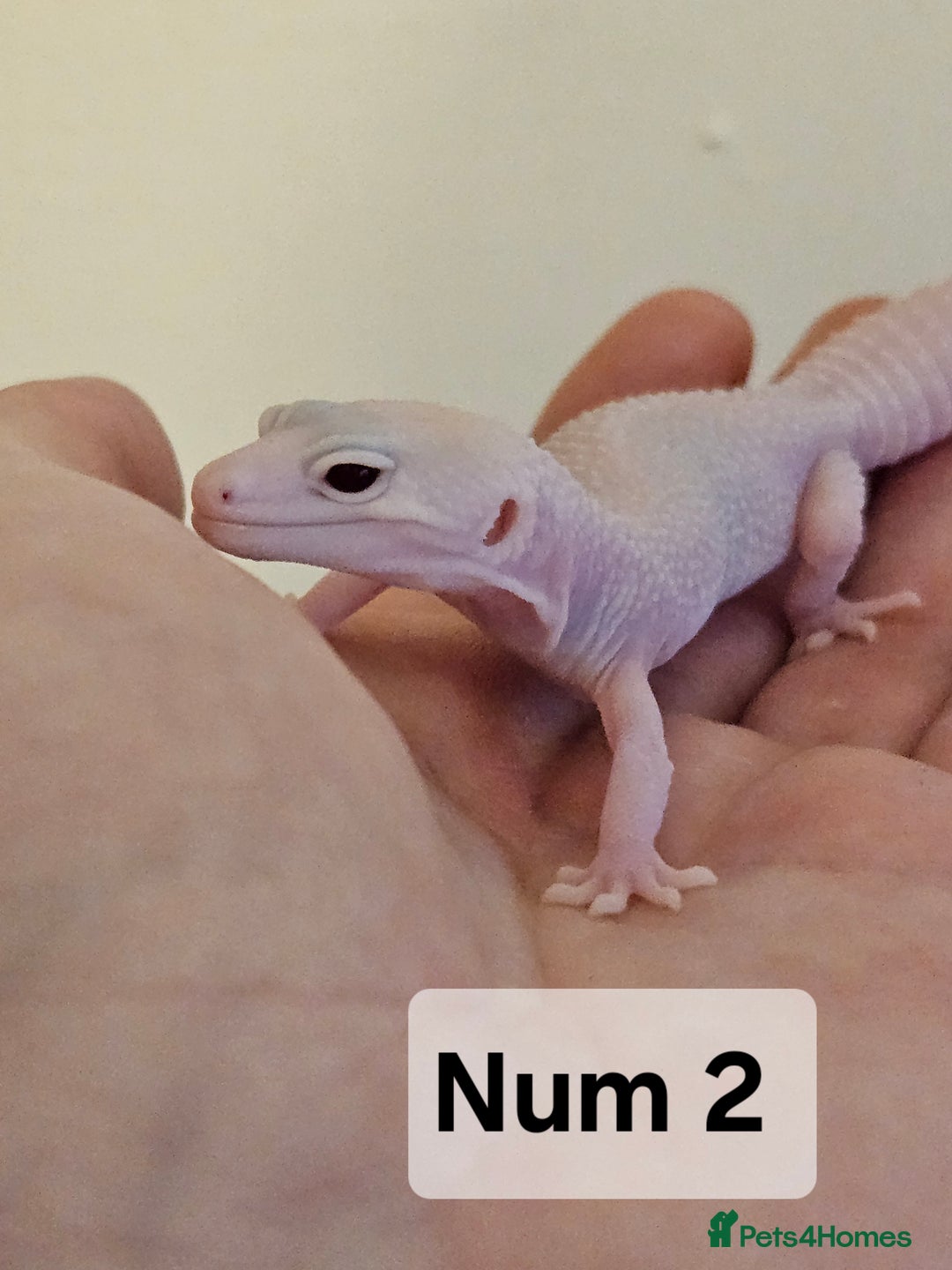 Leopard Gecko reptiles for sale: Blacknight macksnows and supersnows in tremper - Image 10