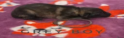 German Shepherd dogs for sale: Fully Health Tested, KC registered GSD puppies due - Advert 24