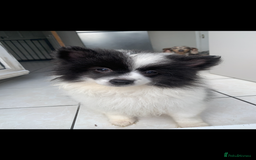 Pomeranian dogs for sale: Last boy. Beautiful Pomeranian puppies ❤️ - Image 1