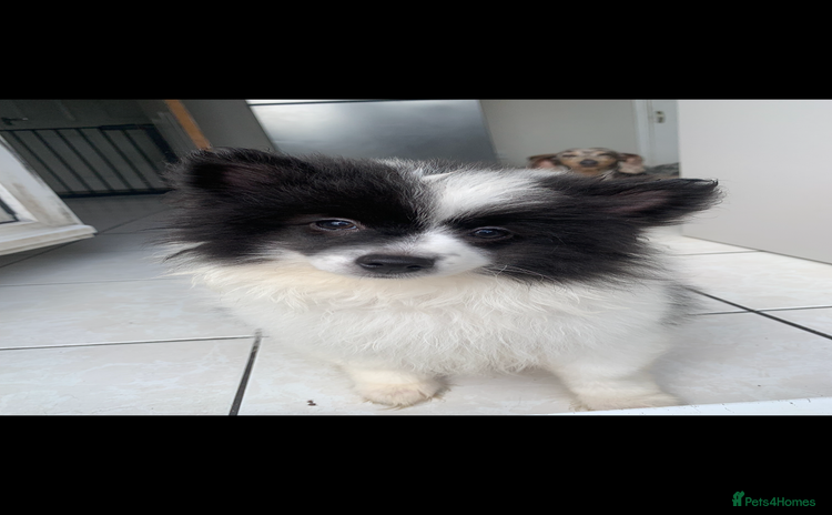 Pomeranian dogs - Advert 9