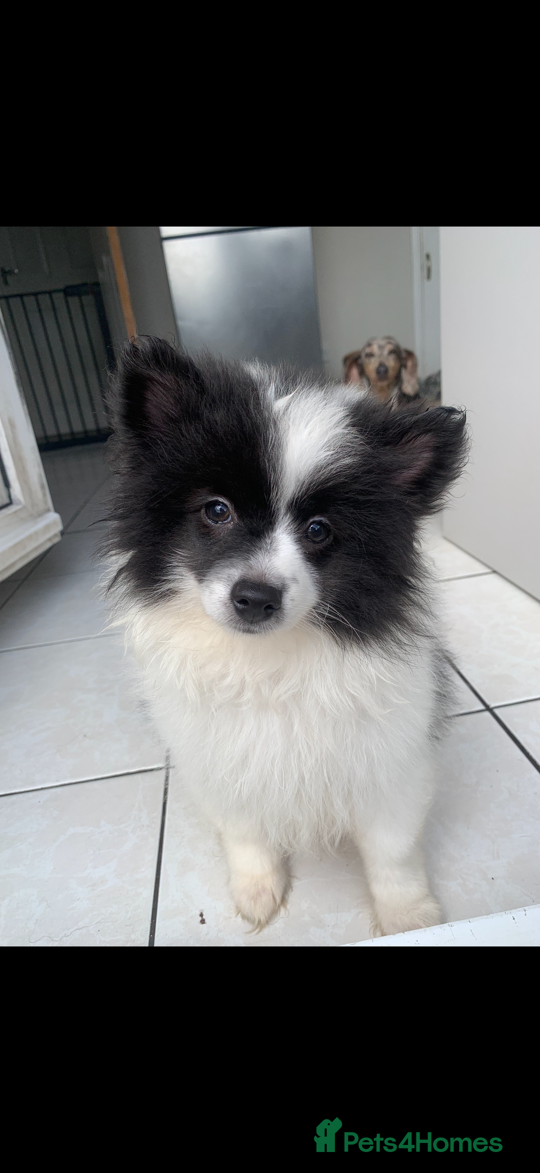 Pomeranian dogs for sale: Last boy. Beautiful Pomeranian puppies ❤️ - Image 1