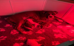 Boxer dogs for sale: Stunning Bob and long tail litter - Image 10