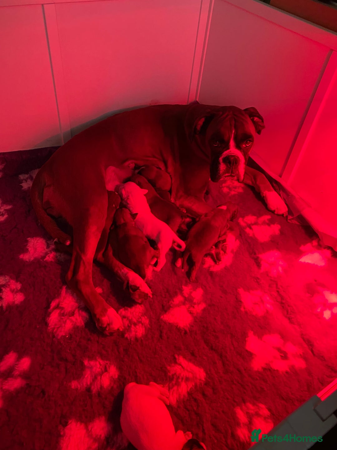 Boxer dogs for sale: Stunning Bob and long tail litter - Image 10