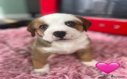 Mixed Breed dogs for sale: American Bulldog X Bernese mountain Dogs  - Image 5