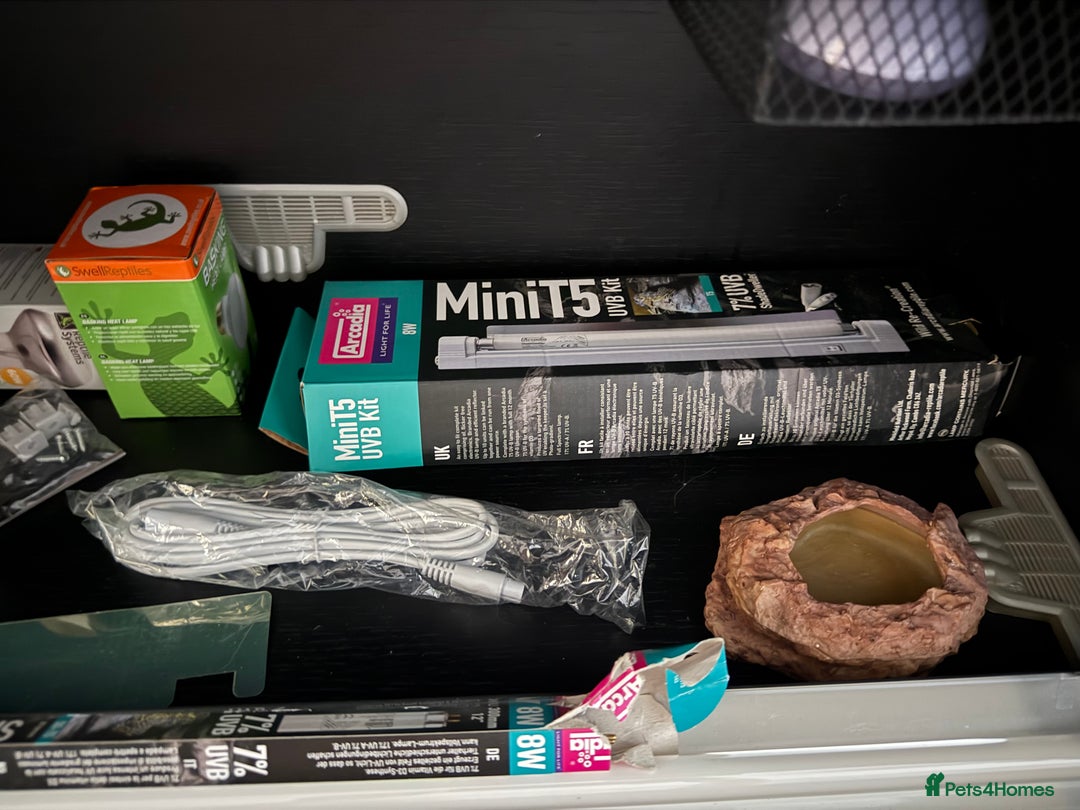 Mixed Breed reptiles for sale: Medium vivexotic vivarium & equipment. - Image 5