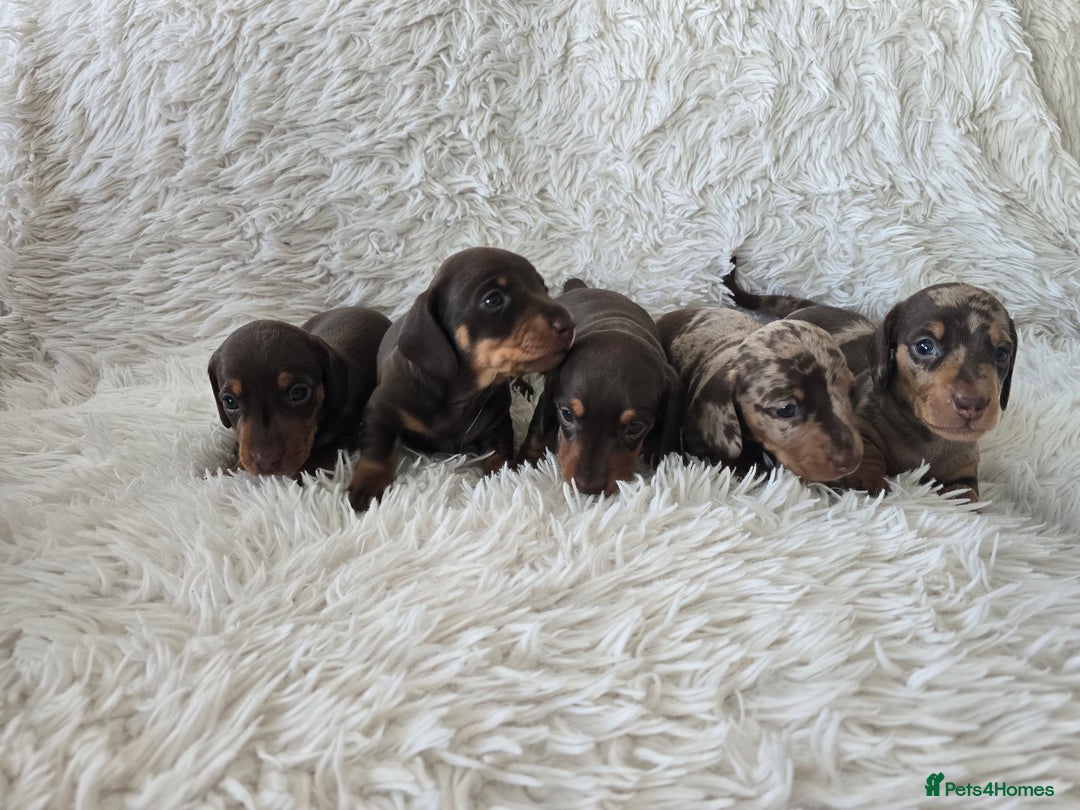 Miniature Dachshund dogs for sale: Stunning Miniature Dashhound Puppies  - Image 5