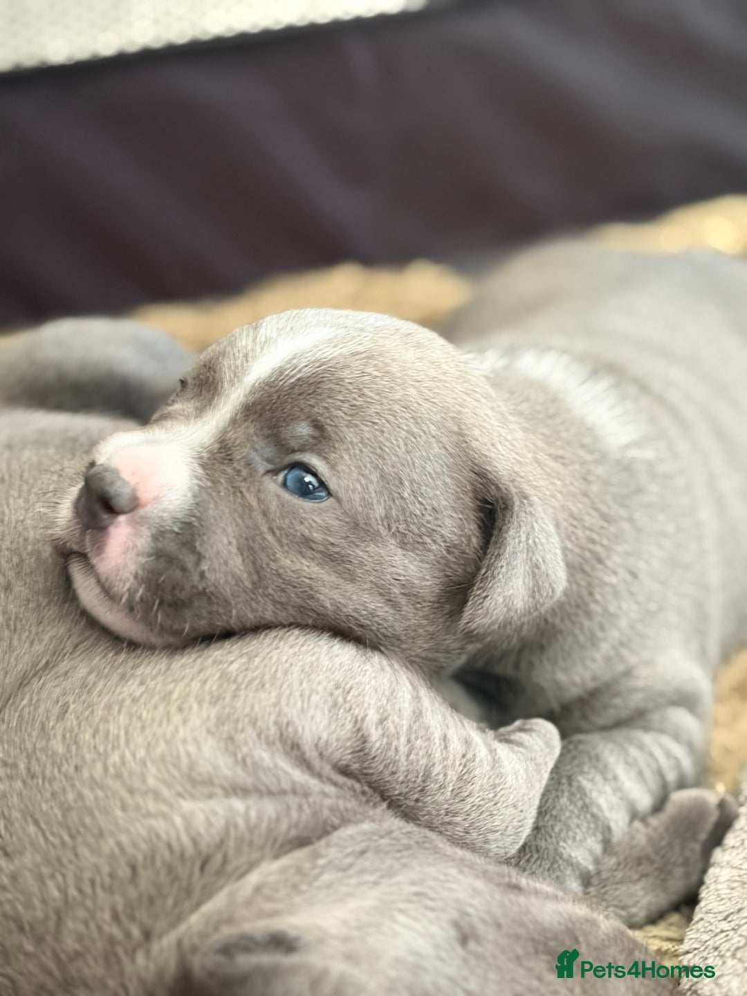 Staffordshire Bull Terrier dogs for sale: Blue Staffordshire bull terrier girl. - Advert 4