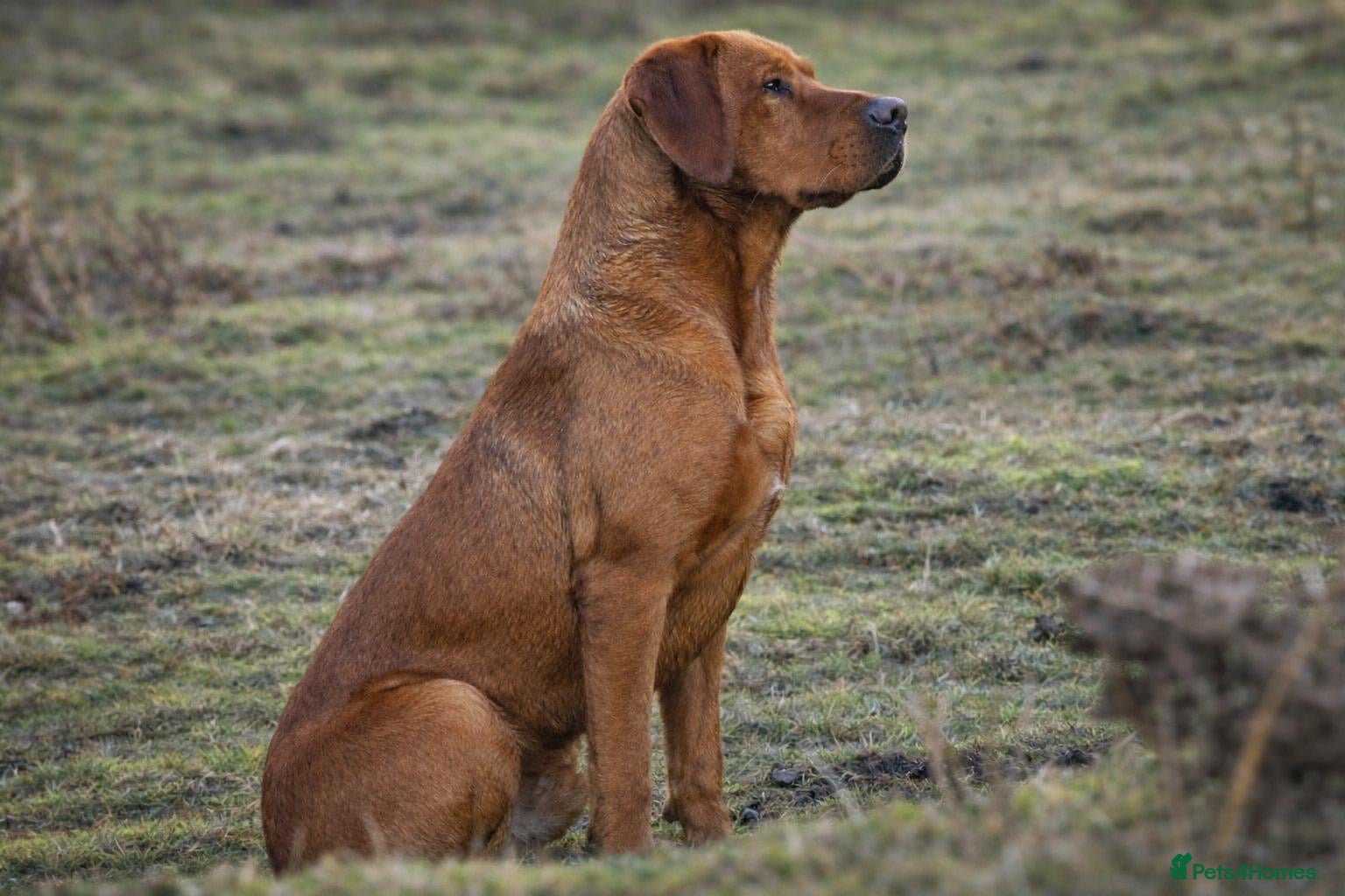 Labrador Retriever dogs 0/0 Hips & elbows fox red labrador - Advert 17