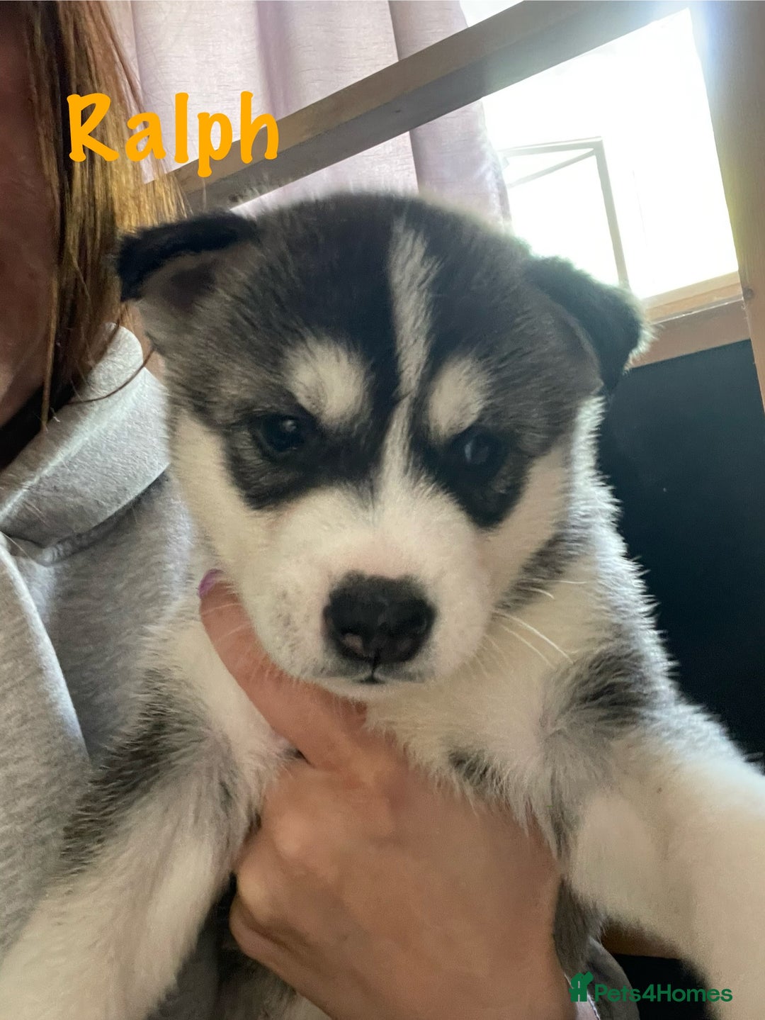 Siberian Husky dogs for sale: Beautiful Husky Puppies  - Image 14
