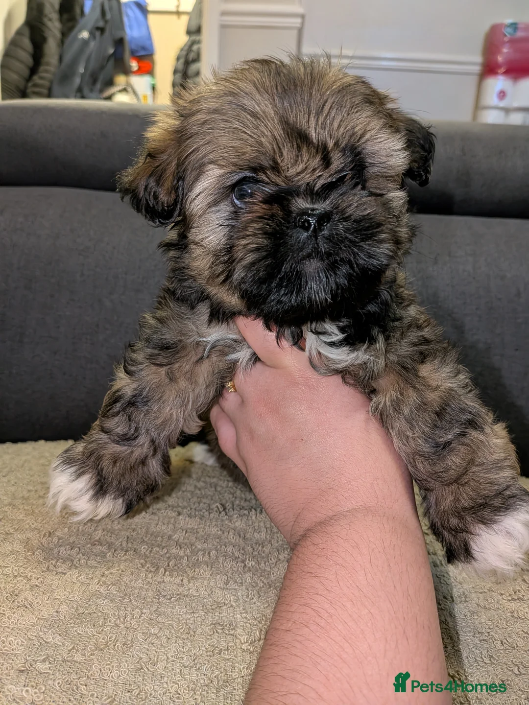 Lhasa Apso dogs for sale: 3 Beautiful beautiful Lhasa boys remaining 💙 - Advert 1