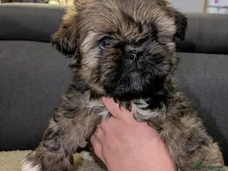 Lhasa Apso dogs 3 Beautiful beautiful Lhasa boys remaining 💙 - Advert 1