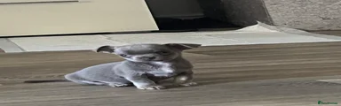 Chihuahua 1