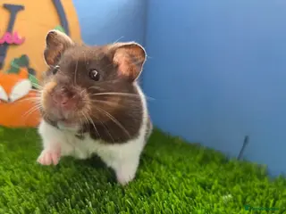 Hamster rodents Syrian Hamster Baby Boys Girl Male Female Pedigree - Advert 9