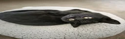 Mixed Breed cats for sale: Gorgeous kittens black girl and black boy  - Advert 7