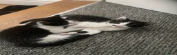 British Shorthair cats for sale: 3 beautiful tuxedo kittens for sale  - Advert 8