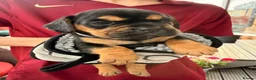 Mixed Breed dogs for sale: Sara Mendy in London - Advert 1