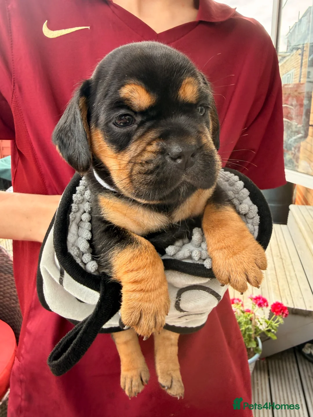 Mixed Breed dogs for sale: Sara Mendy in London - Advert 1