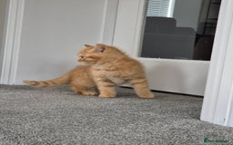Persian cats for sale: 5 long haired kittens for sale - Image 11