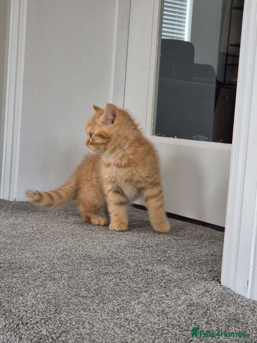 Persian cats for sale: 5 long haired kittens for sale - Image 11