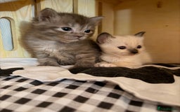 Ragdoll cats for sale: Beautiful Dolls  - Advert 15