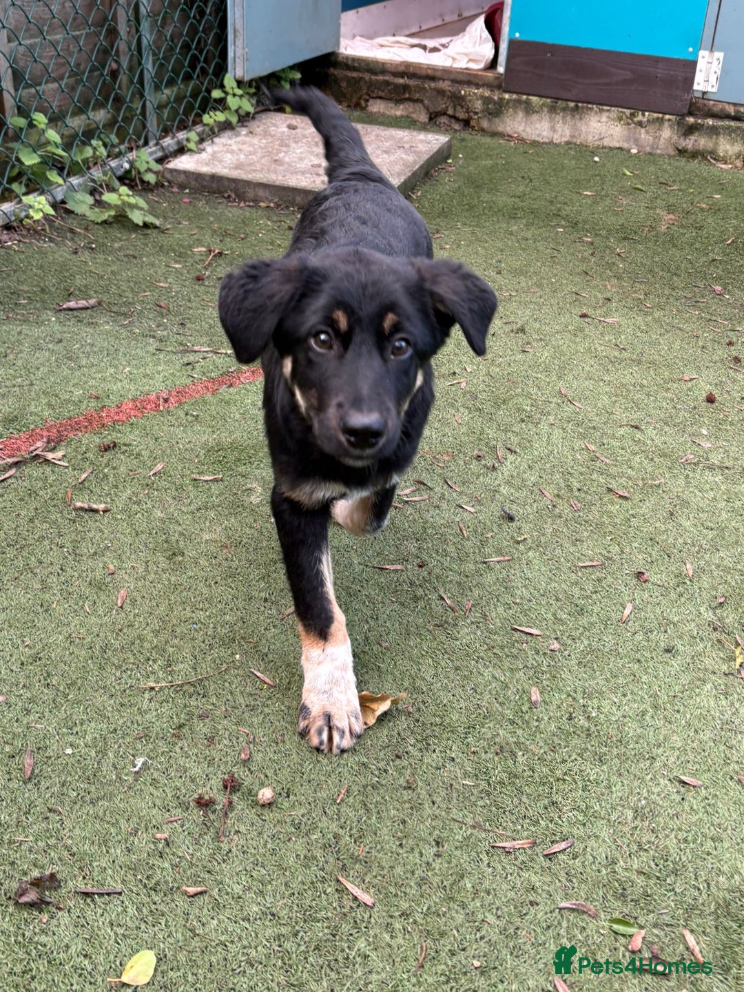 Mixed Breed dogs for adoption: Espresso  - Advert 6