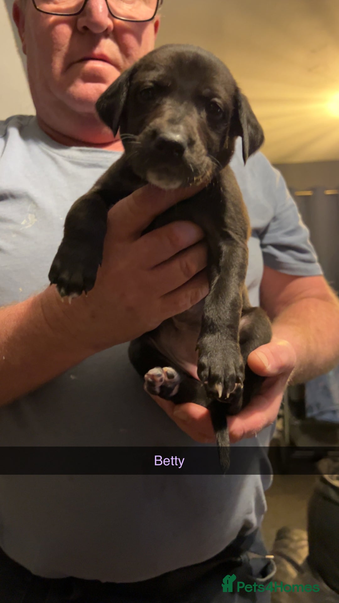 Lurcher dogs for sale: Lurcher pups  - Advert 3