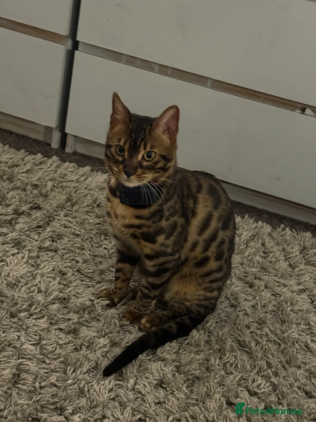 Bengal cats for stud: Stunning Bengal for stud - Advert 2