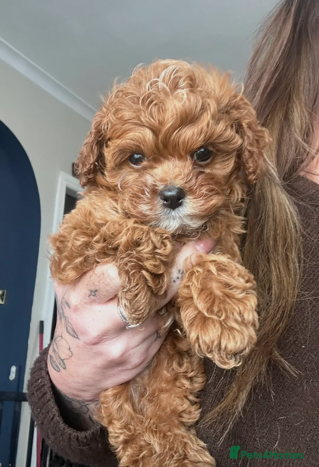 Cavapoo dogs for sale: 💙F1 FULLY HEALTH TESTED CAVAPOO💙Licensed Breeder - Advert 1