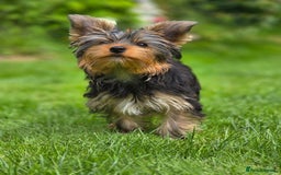 Yorkshire Terrier dogs for sale: Yorkshire terrier for sale 🐶🐶🐶 in Johnstone - Image 8