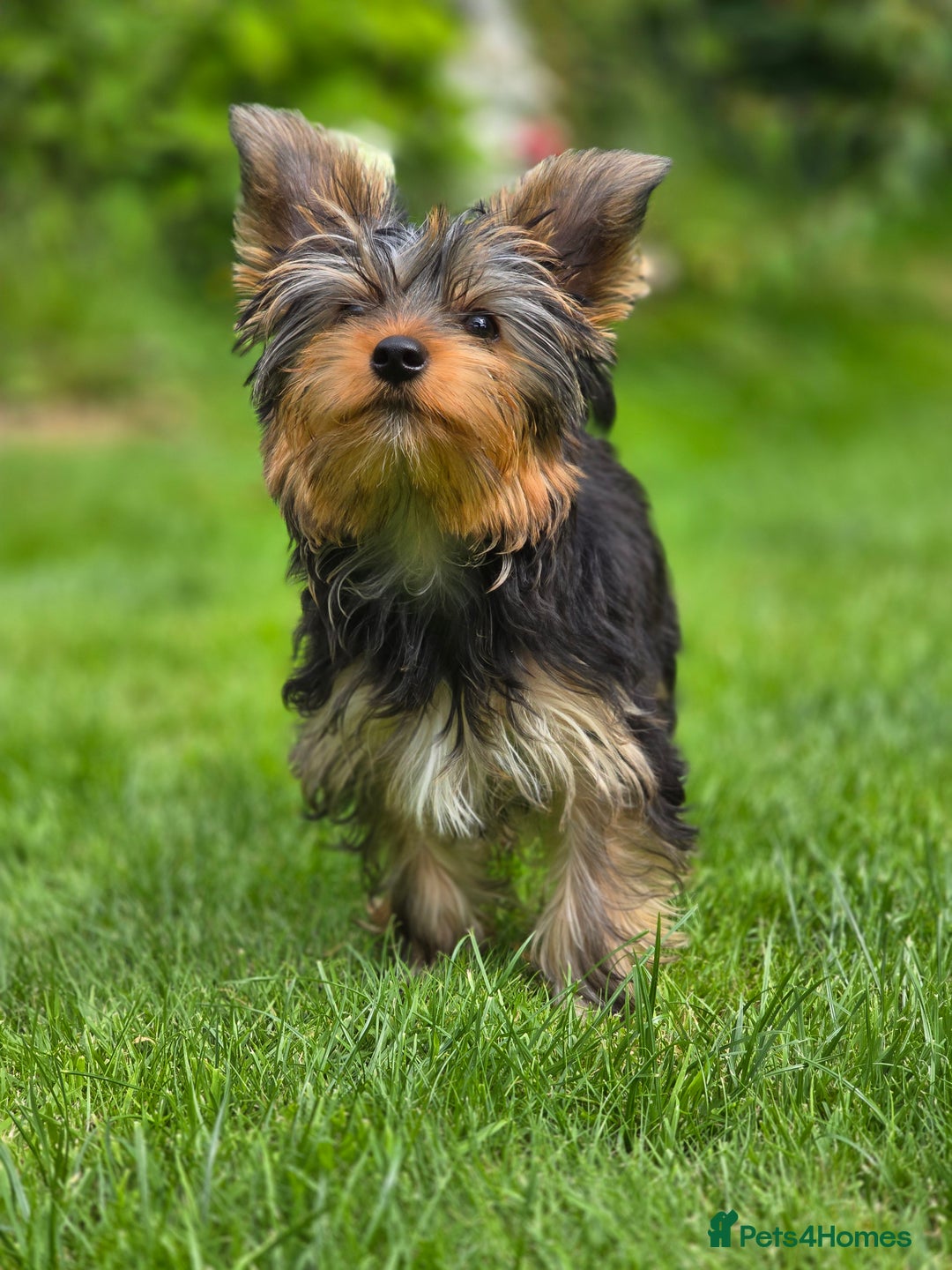 Yorkshire Terrier dogs for sale: Yorkshire terrier for sale 🐶🐶🐶 in Johnstone - Image 8