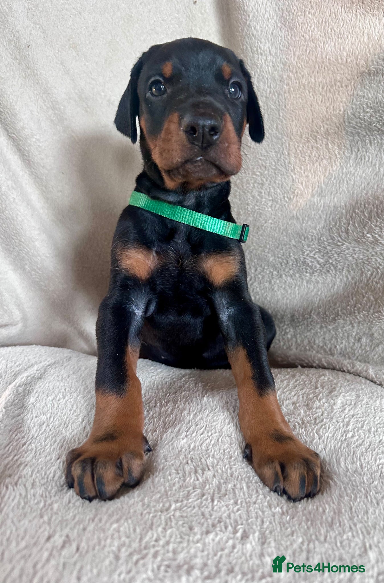 Dobermann dogs Health tested European puppies  - Advert 1