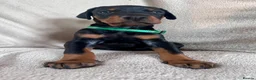 Dobermann dogs for sale: Health tested European puppies  - Advert 25