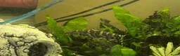 Plecos fish for sale: 2 Clown plecos for sale - Advert 2