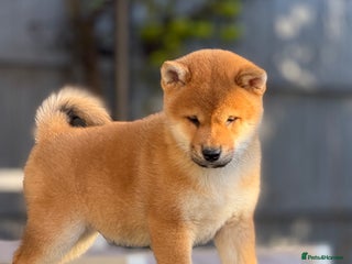 Japanese Shiba Inu dogs KC registered red Shiba Inu puppies clear DNA - Advert 5