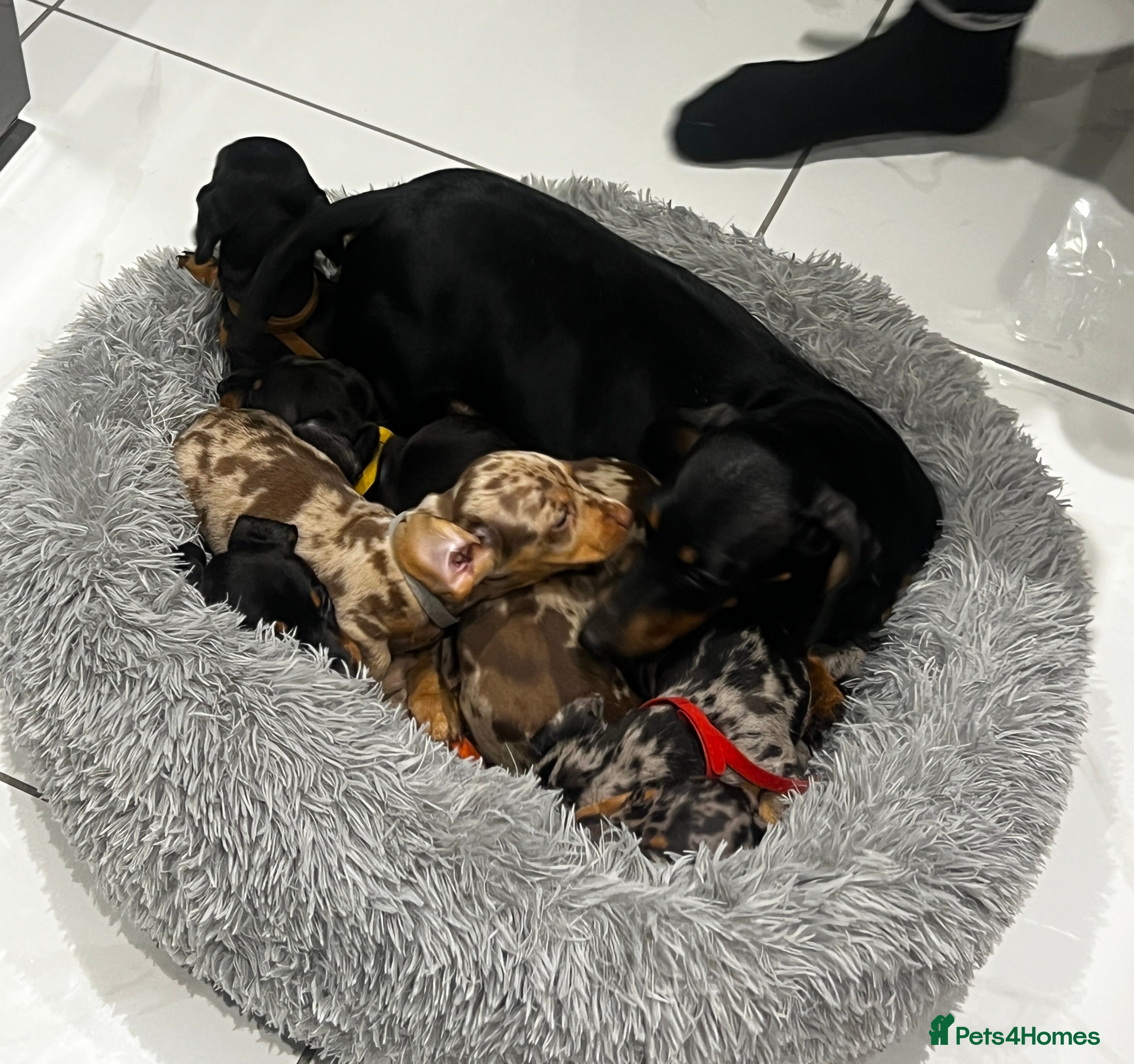 Miniature Dachshund dogs 8 miniature dachshund pups for sale - Advert 1