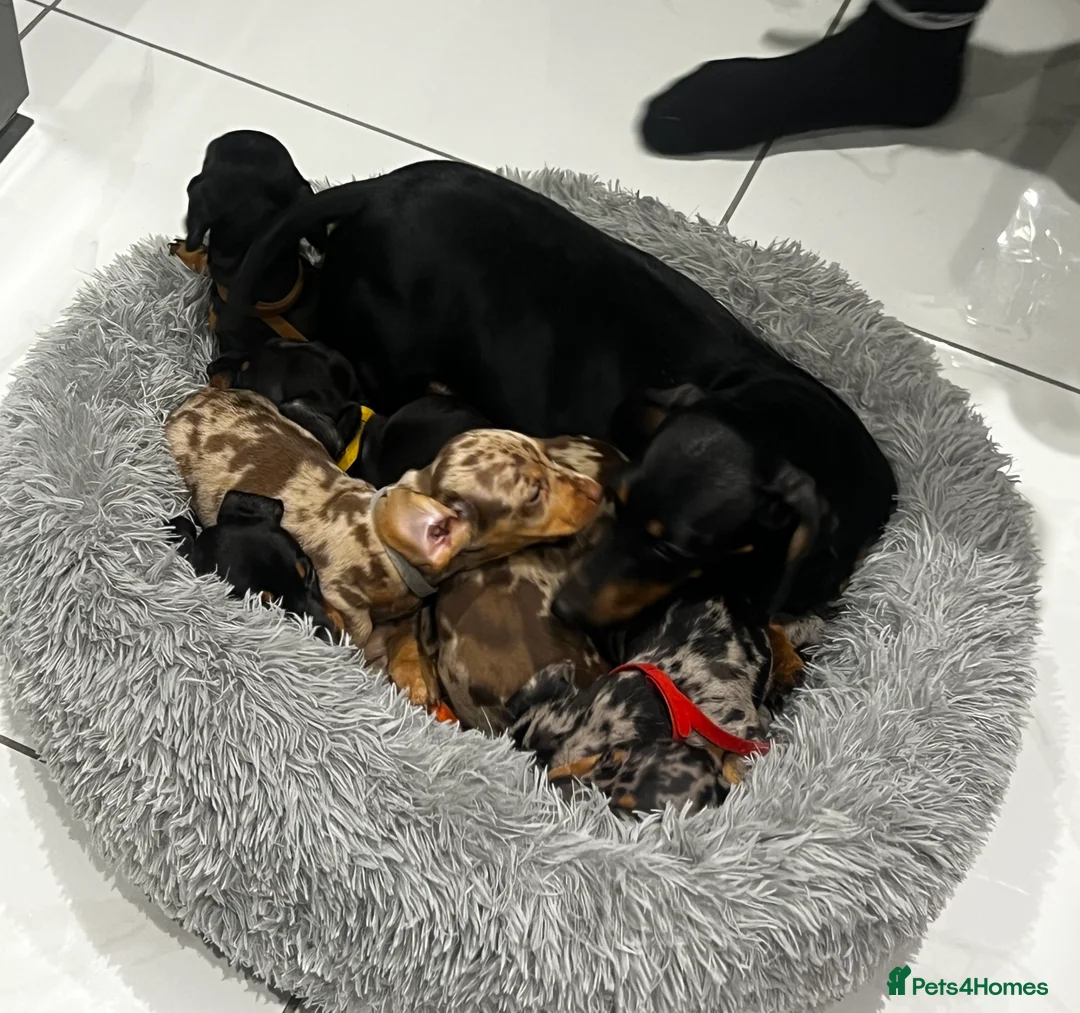 Miniature Dachshund dogs for sale: 8 miniature dachshund pups for sale in Burton-on-Trent - Advert 1