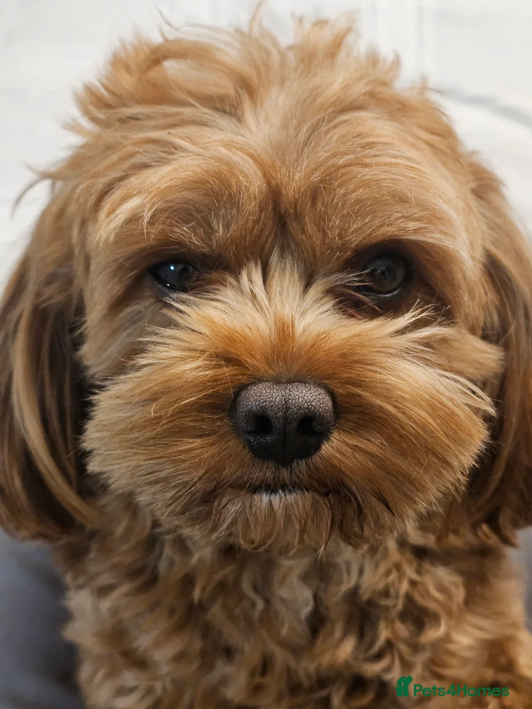 Cavapoo dogs for stud: Arlo for stud - Advert 6