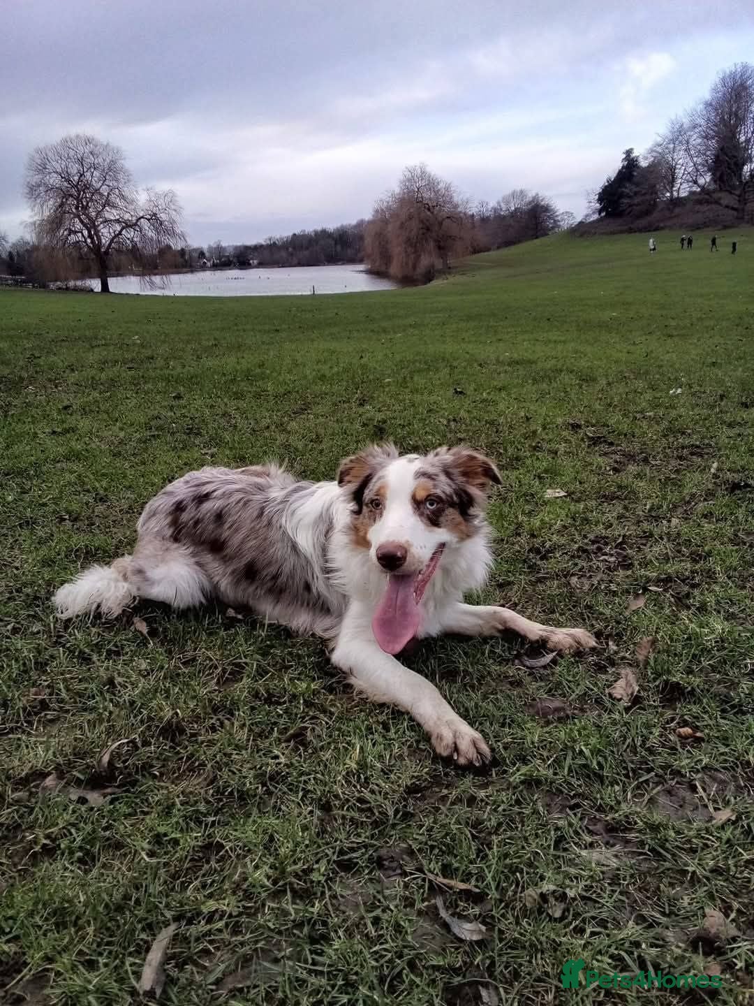 Border Collie dogs Border collie male for sale  - Advert 8