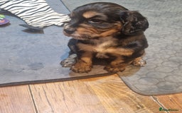 Cocker Spaniel dogs for sale: Stunning kc working cocker spaniels - Image 3