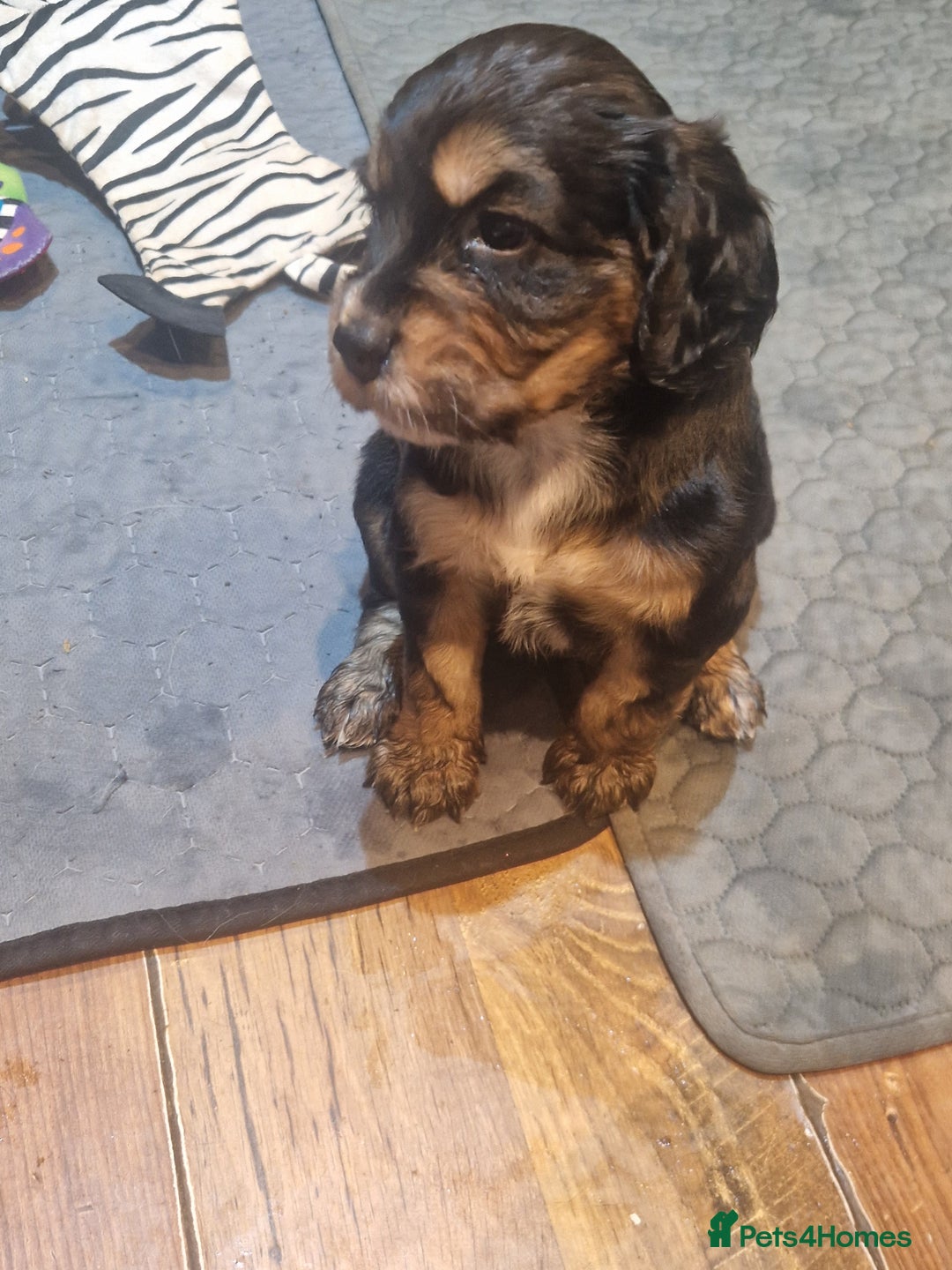 Cocker Spaniel dogs for sale: Stunning kc working cocker spaniels - Image 3