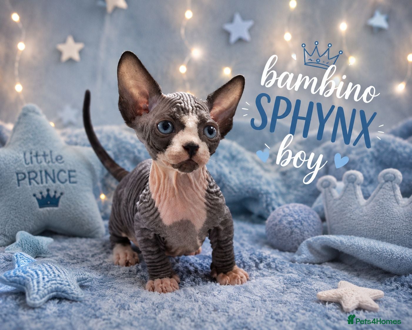 Sphynx cats Sphynx Kittens Looking for Their Forever Homes - Advert 4