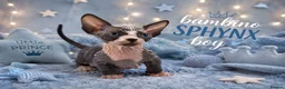 Sphynx cats for sale: Sphynx Kittens Looking for Their Forever Homes - Advert 1