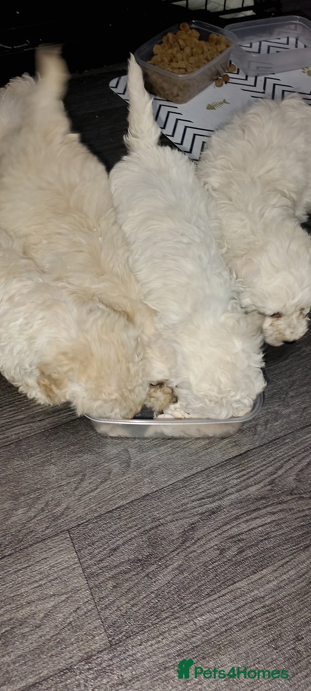 Poochon dogs for sale: Poochon  - Advert 14