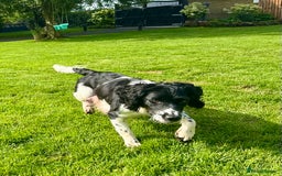 English Springer Spaniel dogs for sale: Springer Spaniels - Image 25