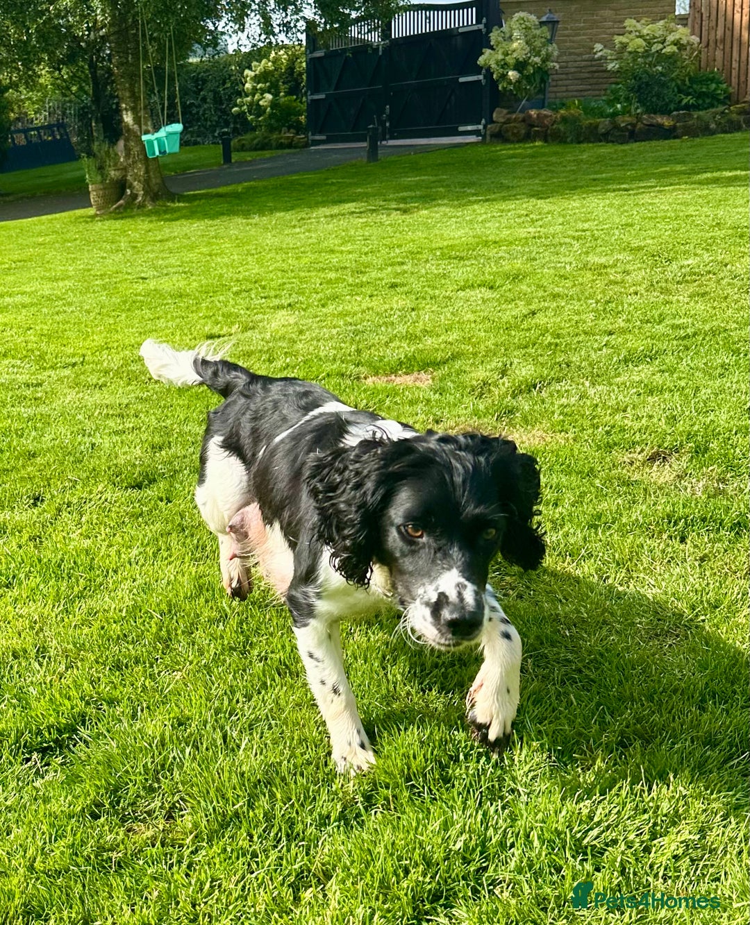 English Springer Spaniel dogs for sale: Springer Spaniels - Image 25