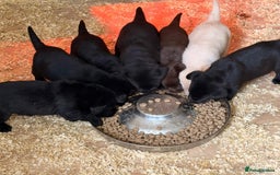 Labrador Retriever dogs for sale: Fully health tested show bred puppies  - Image 4