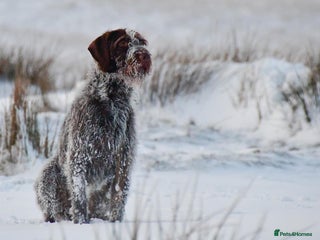 German Wirehaired Pointer dogs in Okehampton - Advert 7