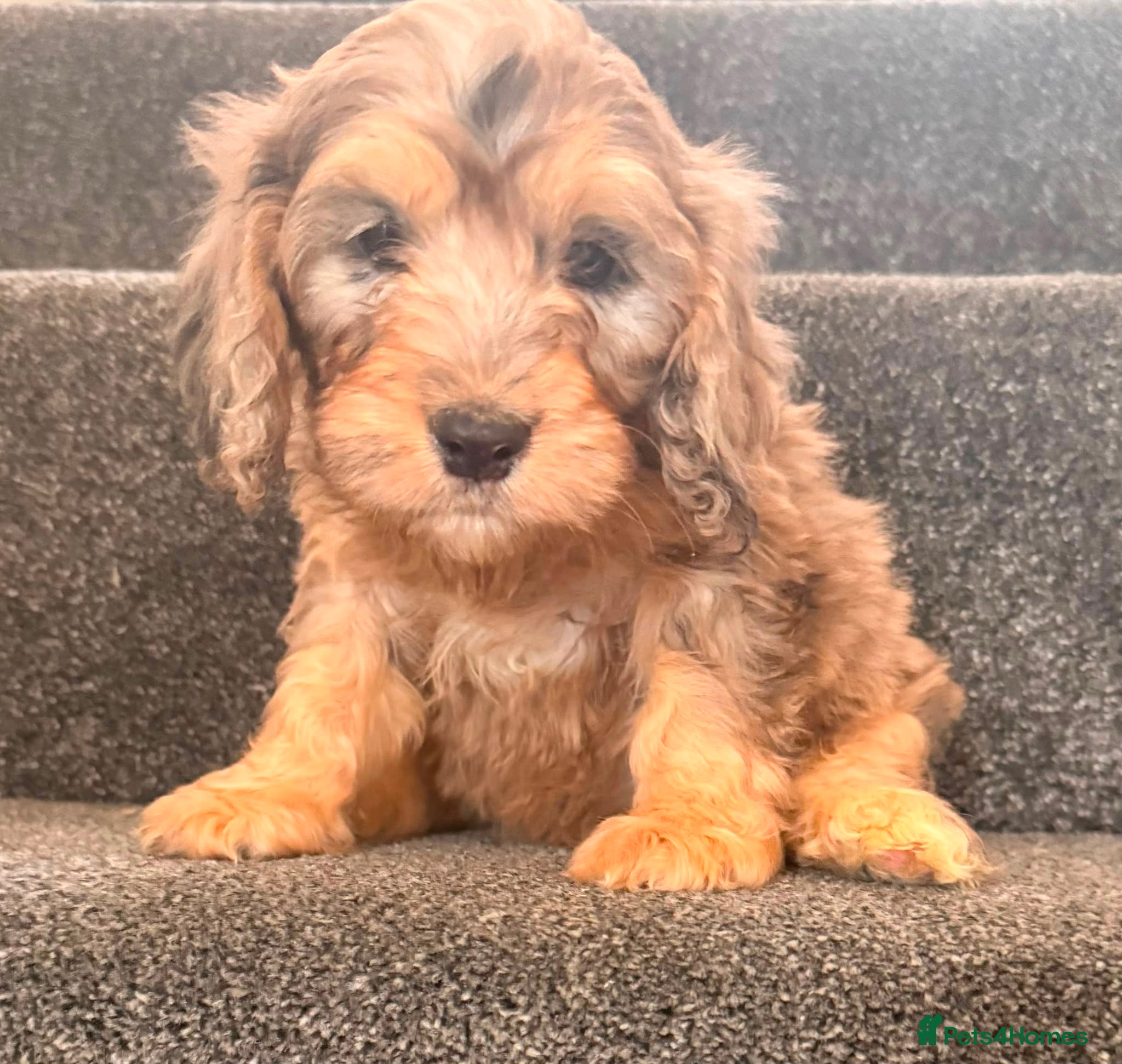 Cockapoo dogs for sale: Beautiful puppies - Advert 12
