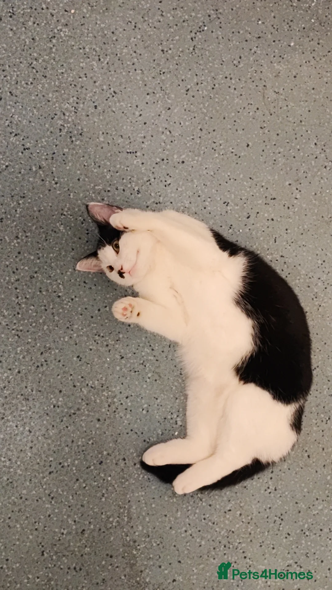 British Shorthair cats for sale: Kaneki  in Southampton - Advert 10