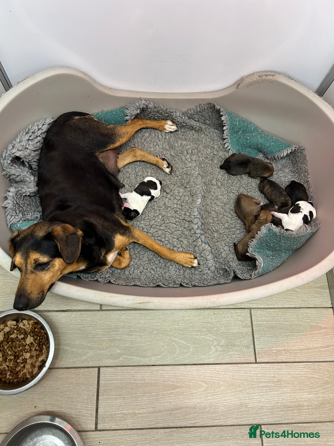 Mixed Breed dogs for sale: Jack Russell X frenchie  - Image 5